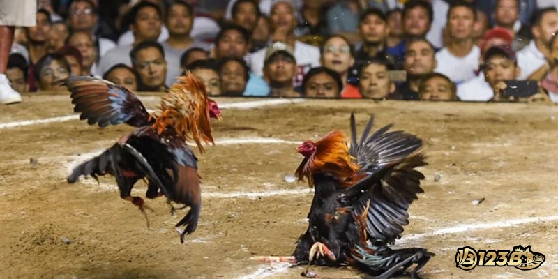 Các loại gà đá phổ biến tại chợ tốt quận 8